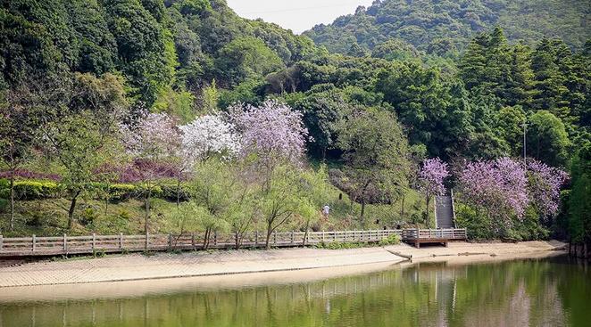 外出踏青正当时,帽峰山森林公园踏青
