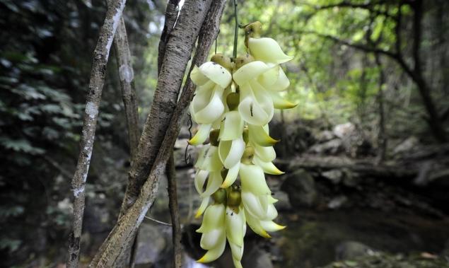 外出踏青正当时,帽峰山森林公园踏青