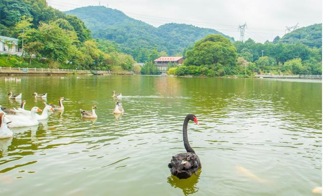 外出踏青正当时,帽峰山森林公园踏青