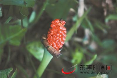 滴水观音毒性咋去除,滴水观音有毒碰了怎么才能解毒