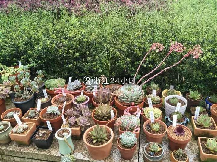 校长都说羡慕他！杭州男子默默为全校拍下数千张照片，真相暖爆