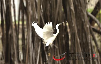 小鸟天堂绿岛,小鸟天堂广宁