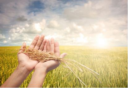 现在搞什么农业项目赚钱,农村现在搞什么农业赚钱