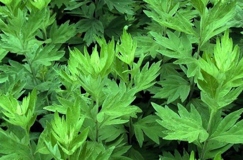 端午节插艾的寓意,端午节插艾有什么讲究