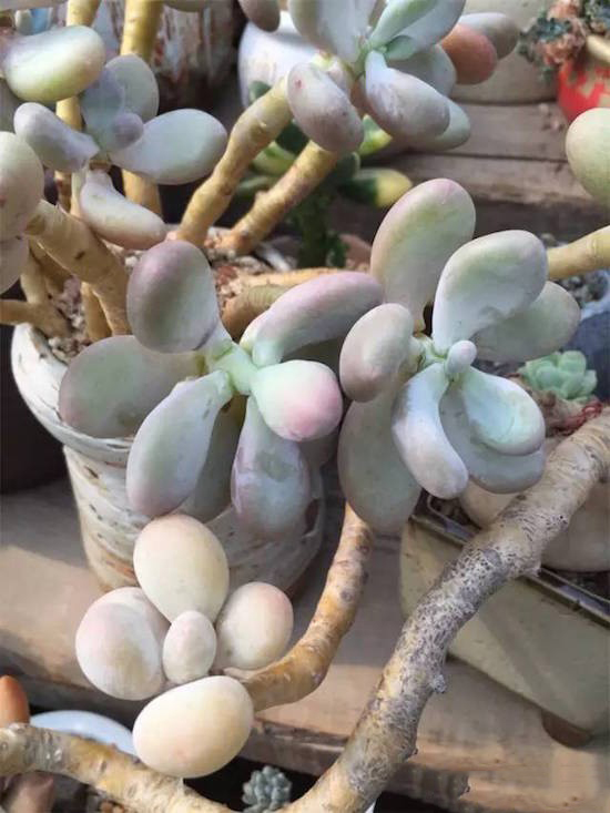 奶酪多肉新手夏天好养吗,奶酪多肉的养殖方法