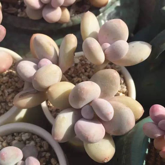 奶酪多肉新手夏天好养吗,奶酪多肉的养殖方法