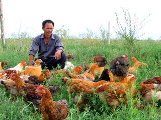 家禽养殖业模式是什么,生鲜家禽销售的痛点