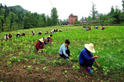 深度解读｜农民合作社如何融入农产品供应链？