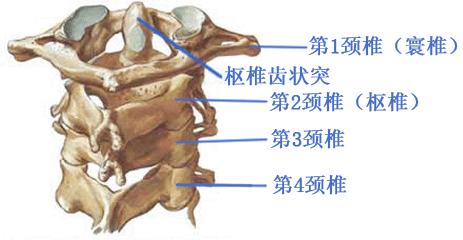 颈椎骨折急救颈托的正确戴法,颈椎损伤最快自愈办法