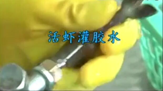 你吃的虾可能打了胶！简直令人发指，看吐了