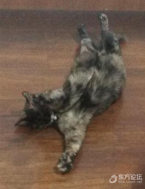 母猫难产死了什么样,母猫难产死亡原因