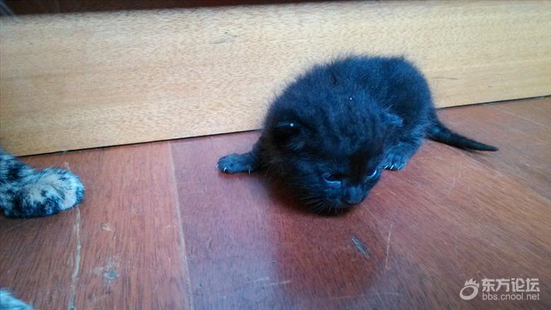 母猫难产死了什么样,母猫难产死亡原因