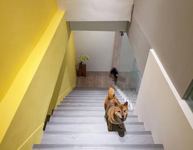 给宠物设计房子,汪星人宠物屋