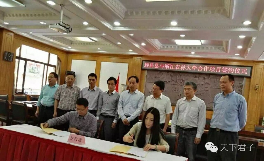 仙县仙女仙叶----青钱柳考察记—糖尿病患者的福音