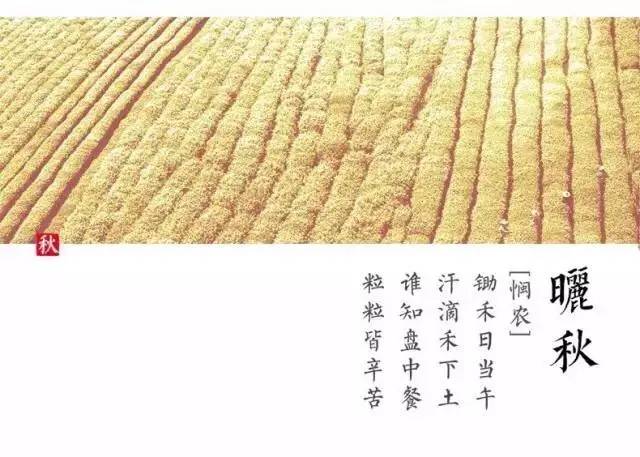 白果以种子入药吗,公白果树果子能吃吗
