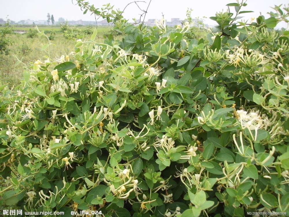 长生不老的方法怎么做,喝啥可以长生不老