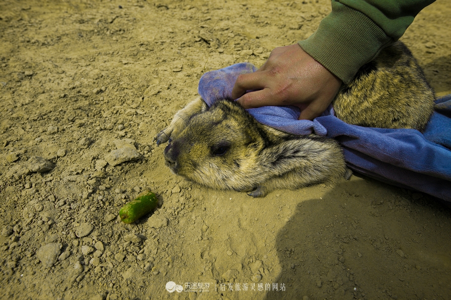 九色甘南香巴拉第十四届赛马节,甘南九色香巴拉旅游艺术节歌曲