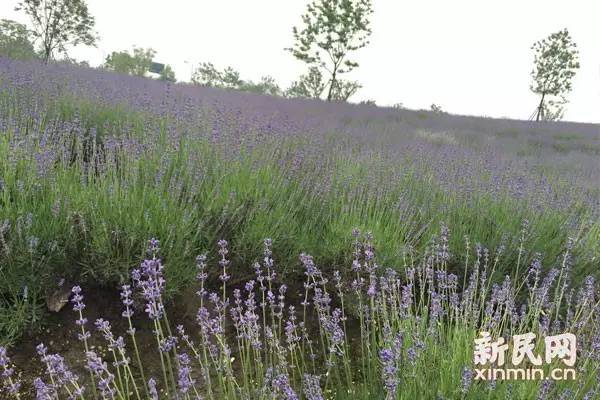 上海迪士尼试运营过吗,上海迪士尼试运行第一天