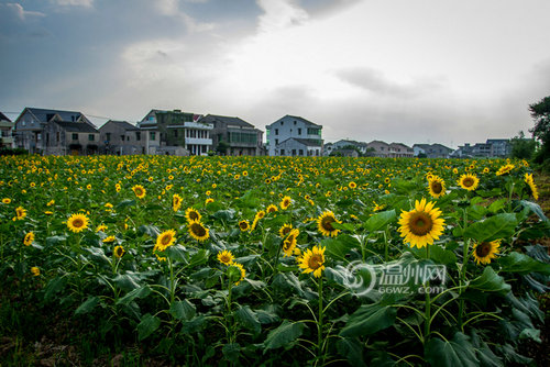 黄鱼身上有线虫能吃吗,黄鱼有小白虫还能吃吗