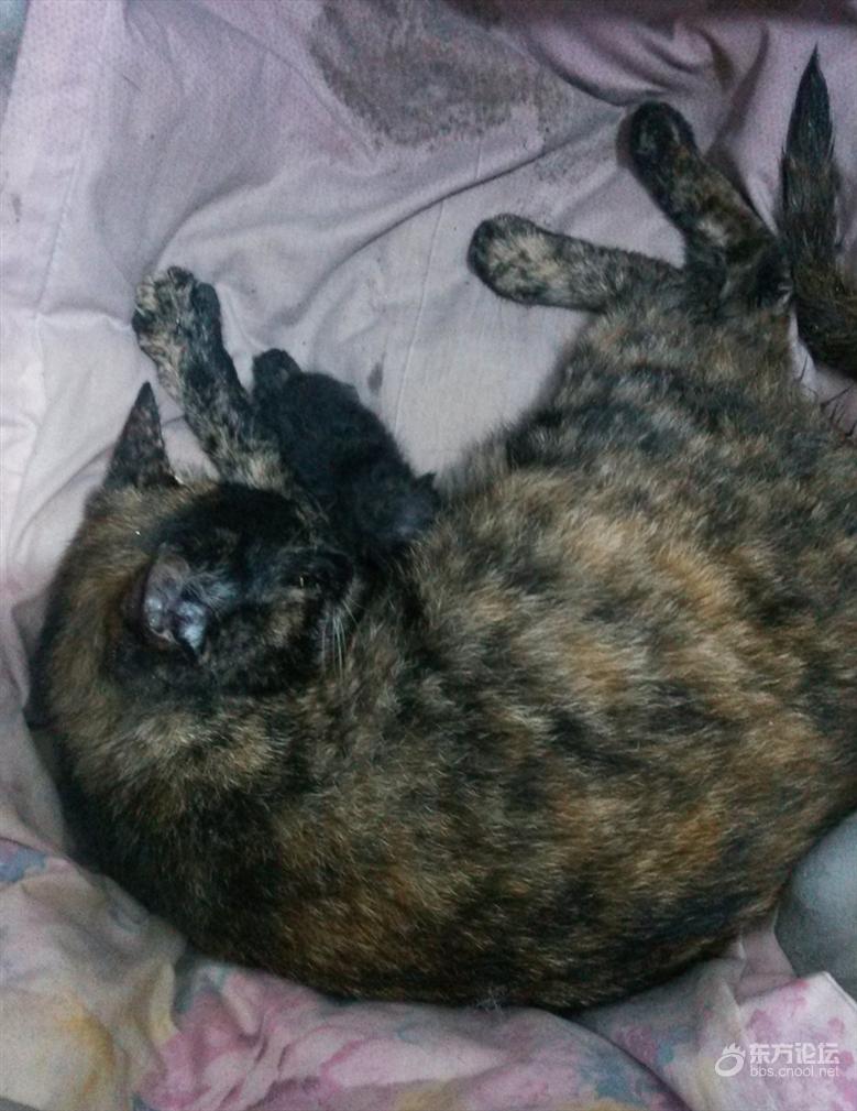 母猫难产死了什么样,母猫难产死亡原因