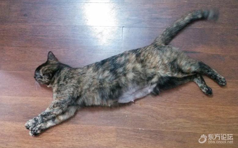 母猫难产死了什么样,母猫难产死亡原因