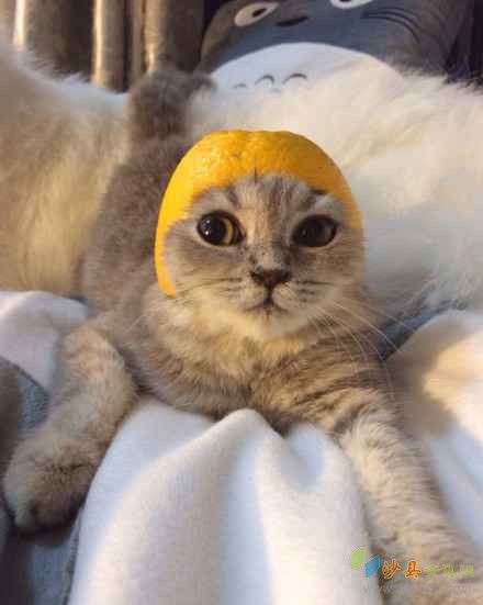 夏日遮阳帽手工最简单的,夏日遮阳帽手工儿童