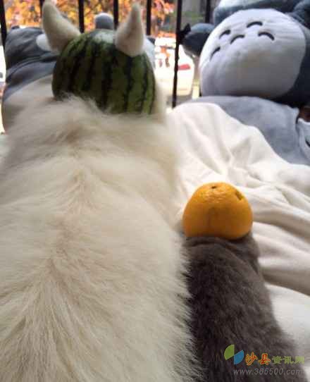 夏日遮阳帽手工最简单的,夏日遮阳帽手工儿童