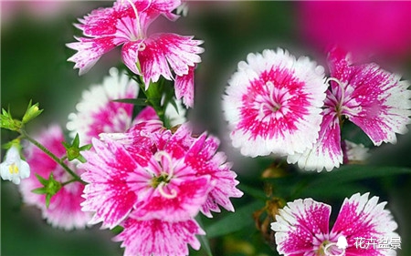 石竹花寓意代表富贵吗,石竹花卉有哪些特点呢