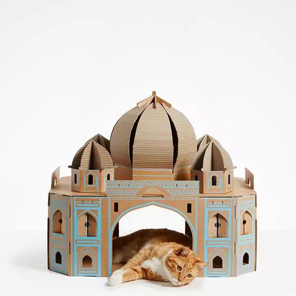 有一种快速让你的猫住进白宫的方法