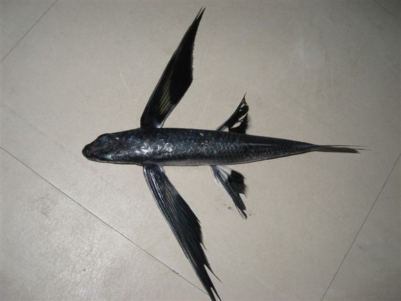 我是远洋渔民，爱钓鱼，更爱周游世界