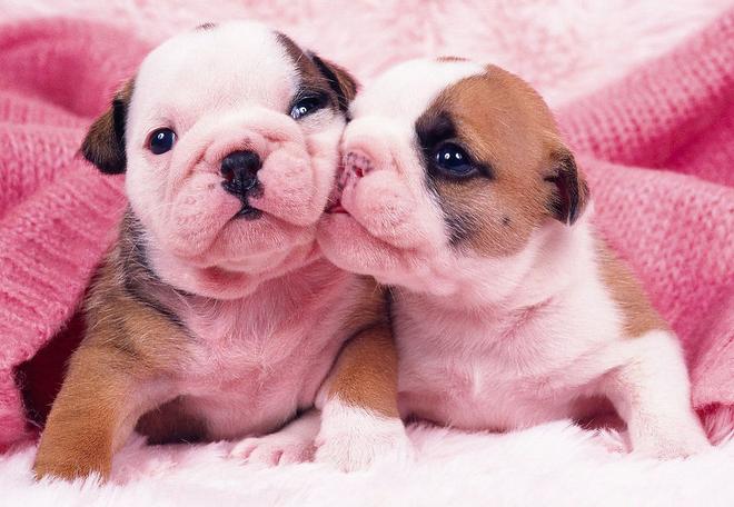 宠物狗狗100问之51—60