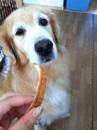 金毛到几个月才颜值巅峰,金毛颜值超高的品种有哪些