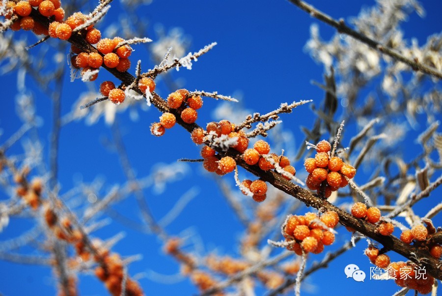 喝沙棘汁和柠檬汁哪个好,最好喝沙棘汁
