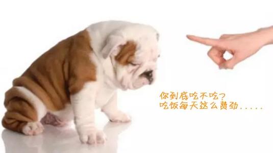 狗狗吃狗粮不积极了怎么回事,怎么样解决狗狗不吃狗粮