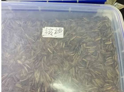 什么样的瓜子能多吃 (瓜子有哪几种不宜吃)