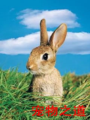 兔子不吃窝边草的深层含义,兔子不吃窝边草的来历
