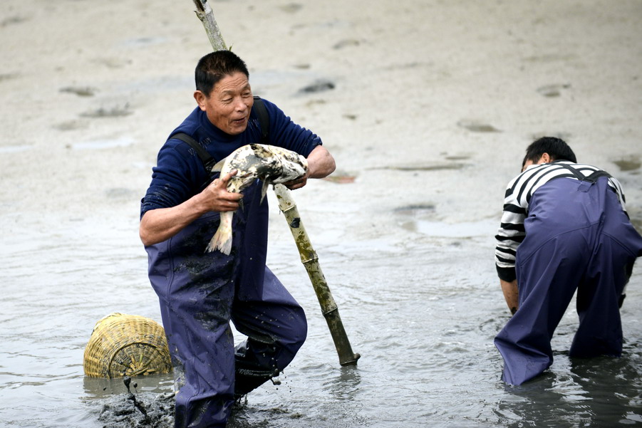 云霄海鲜美食节，干塘激情上演“浑水摸鱼”，女人免费摸