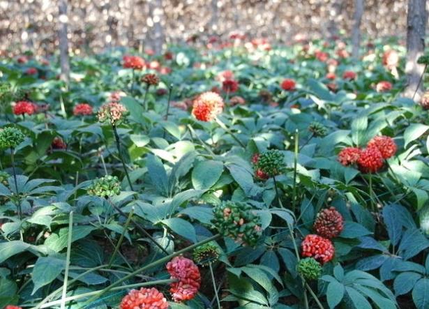 林银花,安徽三七舒筋通络活血化瘀中药