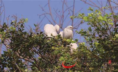 小鸟天堂绿岛,小鸟天堂广宁