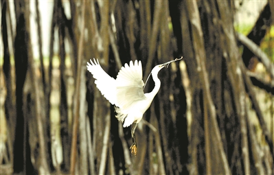 东莞小鸟天堂,珠海小鸟天堂