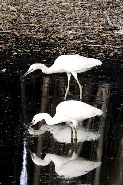 东莞小鸟天堂,珠海小鸟天堂