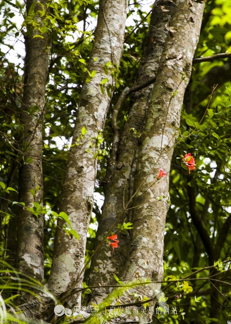 云顶景区瀑布,云顶山峡谷七彩瀑布