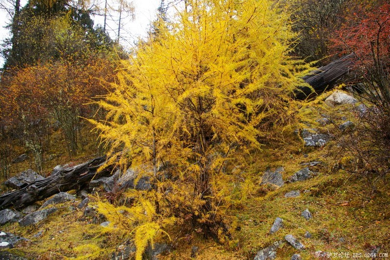 古道，细雨，暮雪-我的长坪沟半截秋色之旅