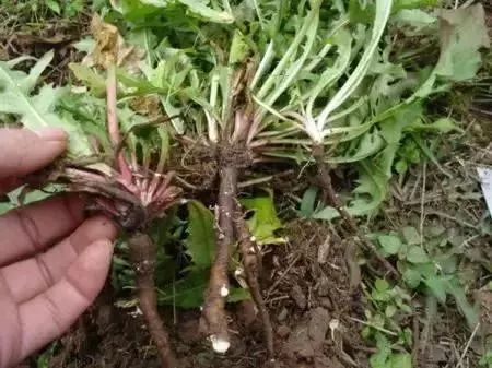 这十个常见的谣言你识破了吗,最近有哪些谣言需要我们关注的