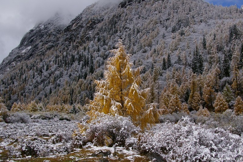 古道，细雨，暮雪-我的长坪沟半截秋色之旅