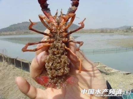小龙虾卵孵化需要什么条件,户外成哥小龙虾孵化