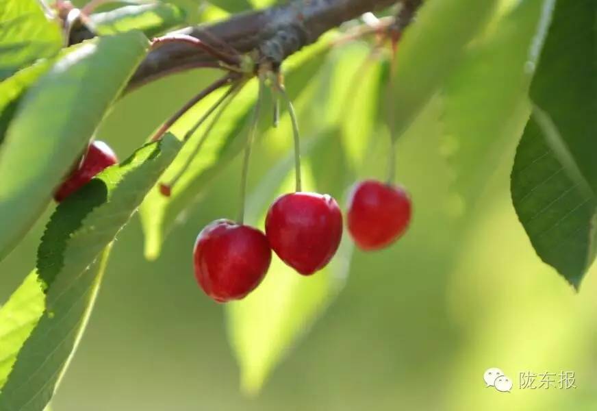 惊呆樱桃红了，美女盛情邀请，你是约呢，约呢，还是约呢！