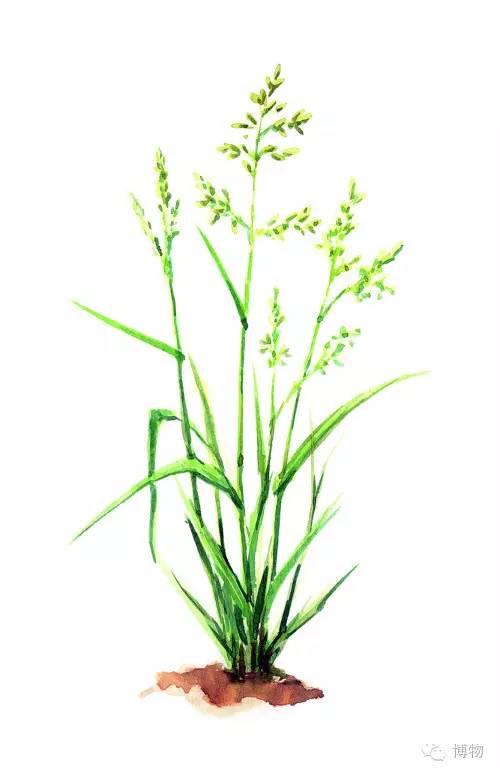 足球场的草坪类型,足球场的草坪为什么这么丝滑