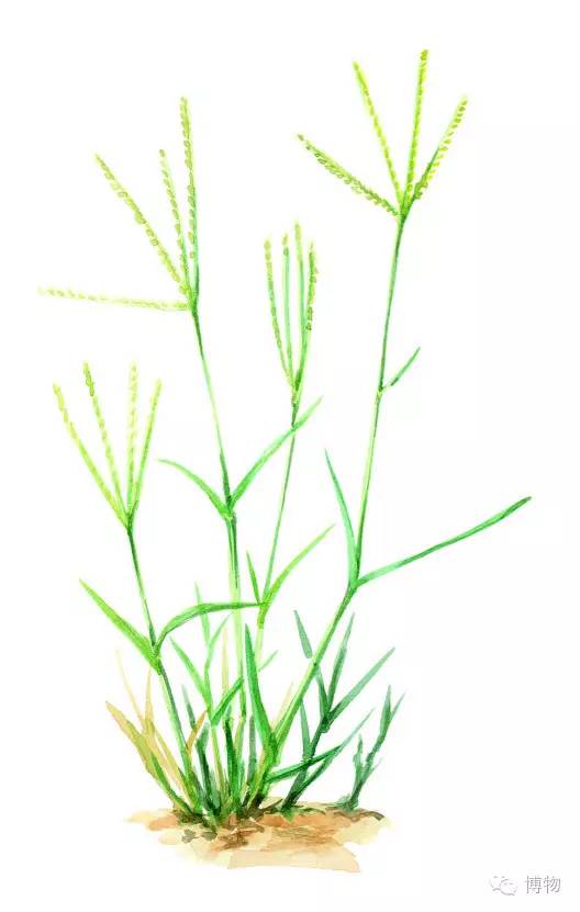 足球场的草坪类型,足球场的草坪为什么这么丝滑