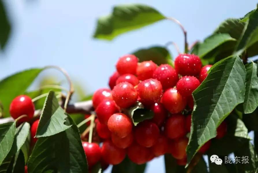 惊呆樱桃红了，美女盛情邀请，你是约呢，约呢，还是约呢！